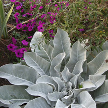 Plants