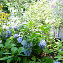 Gardens
