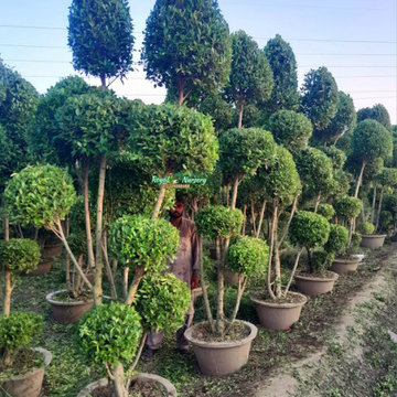 Royal Nursery Farm Pattoki