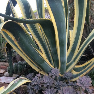 Various Xeriscapes by Team Rhinamic