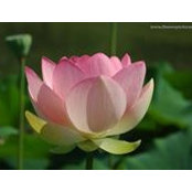 Ness Abhaisinghs foto