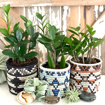 Indoor Botanicals