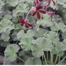 Idea Flowering Plants