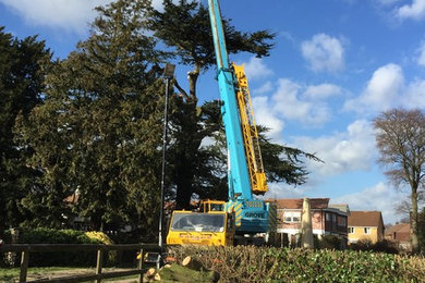 Crane/tree removal in Ashford, Kent