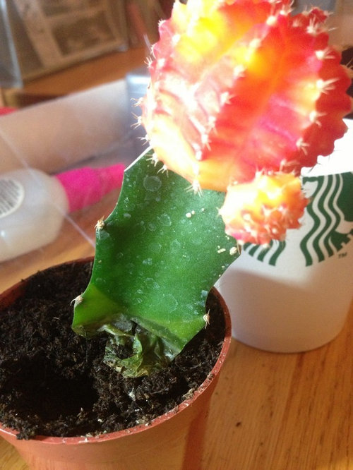 First Time Cactus Owner Moon Cactus Rotting Sos