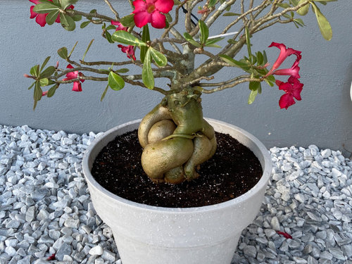 Is My Desert Rose Dying 