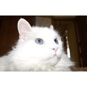 Наталья Дворецкая's photo