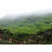 Ibrahim Harrasi's photo
