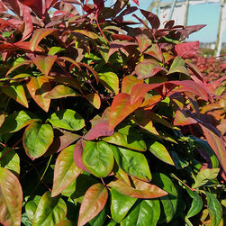 Current Featured Plants - Products