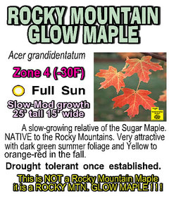 Rocky Mountain Glow Maple