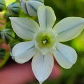 Susan Primak's photo