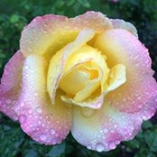 Carol Keslar's photo