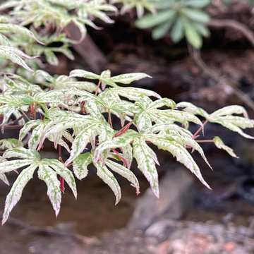 Acer Palmatum Ukigumo