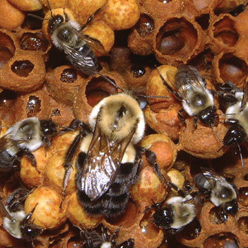 Bumble Bees