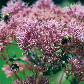 Plant Ideas & Colorful Combinations