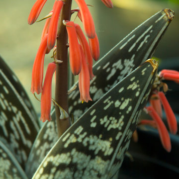Plants in the Landscape