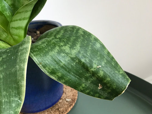 Curated visual reference: Gallery Detail: Thrips Cold Damage Nutrient Deficiency Help With Snake Plants