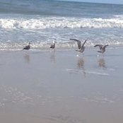 Bridget Ficca's photo