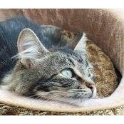 Susan Cottman's photo