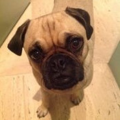 PJ Watson's photo