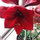 linda_hamilton49