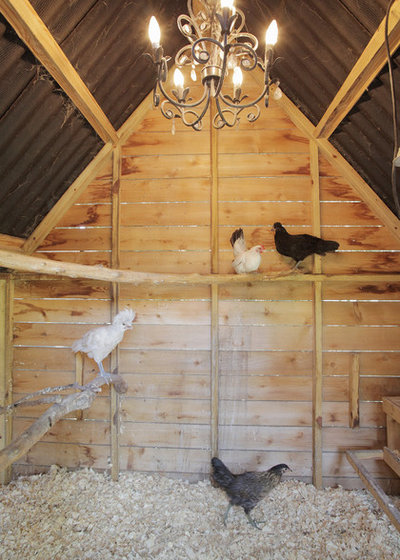 Lifestyle: Can I Keep Chickens in My Garden?