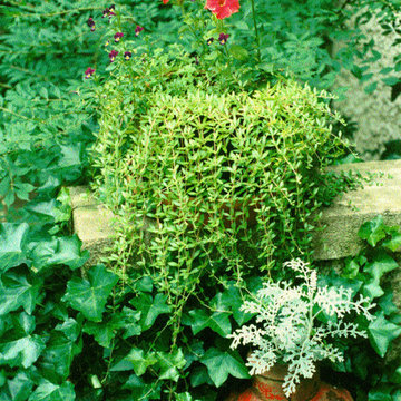 Perennial Gardens