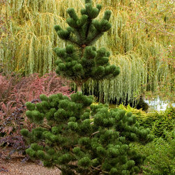 Oregon Green Austrian Pine - Plants