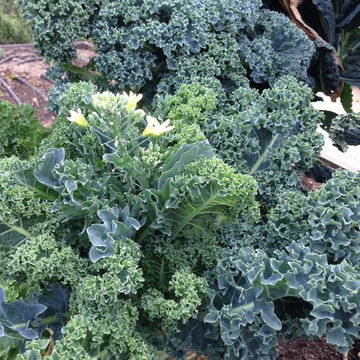 Rancho Santa Fe Edible Garden