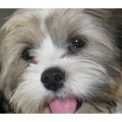 Buddy Beardens foto