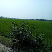 Ibrahim Khalil Muhim's photo
