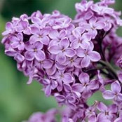 Marlene Simeone's photo