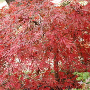 Kakusareta yōsai in Park Hill