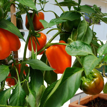 Container Vegetable Gardens