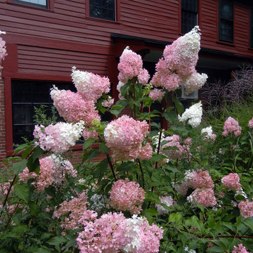 For the Love of Hydrangeas