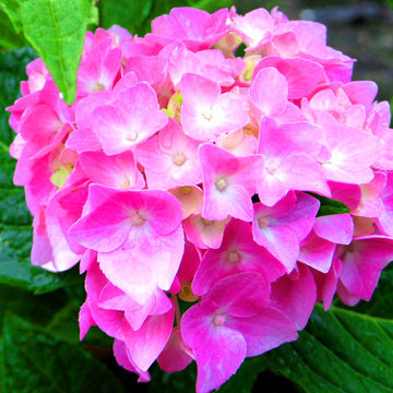 Handsome Hydrangea