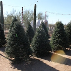 Christmas Trees - Outdoor Products