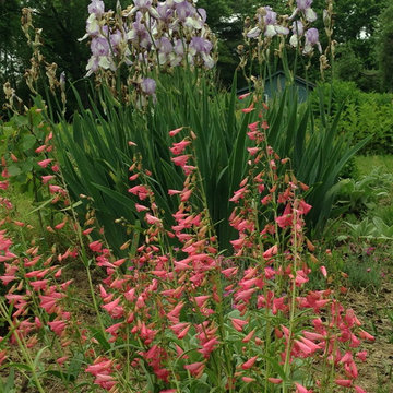 Penstemon and Iris