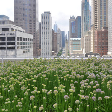 Downtown Green Roof