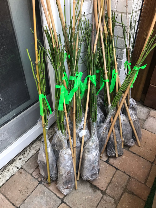 how to properly plant horsetail