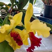 Darlene Cutler Wiley's photo