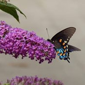 Lois Kersey Smith's photo