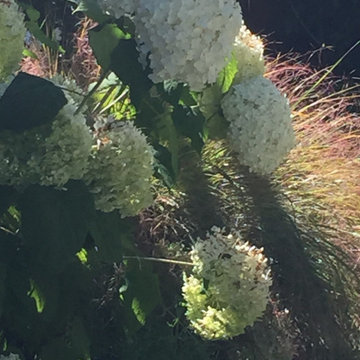 Moon Garden + Colored Foliage