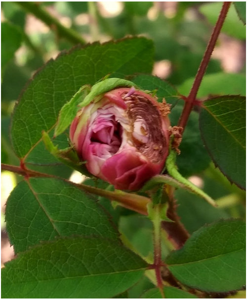 What eats buds like this?