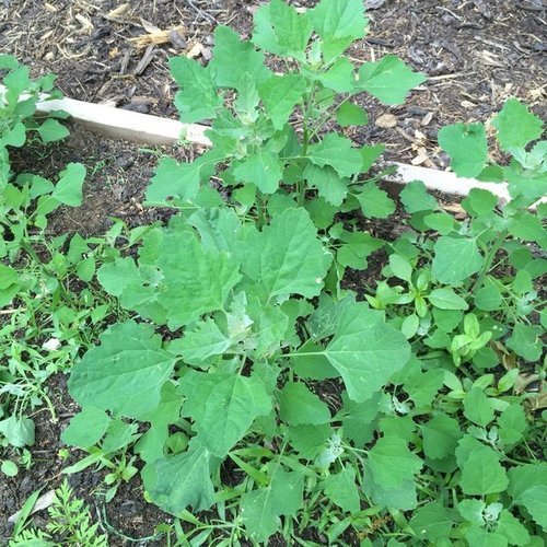 What is it? Planted broccoli??