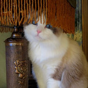 Cherie Humphreys's photo