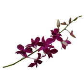 Susan Thinnes's photo