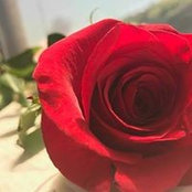 Amy Andrews's photo