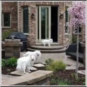 Chicagoland Rescue's photo