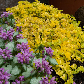Colorful planting - lysmacia & lamium